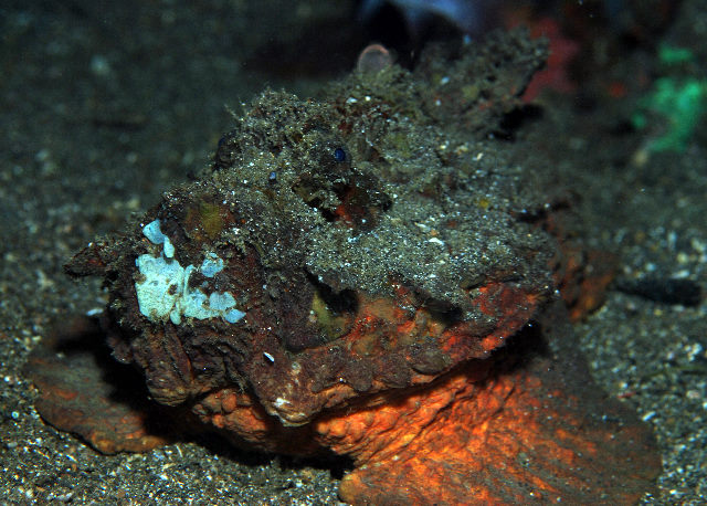 Synanceia horrida (Pesce pietra di estuario)